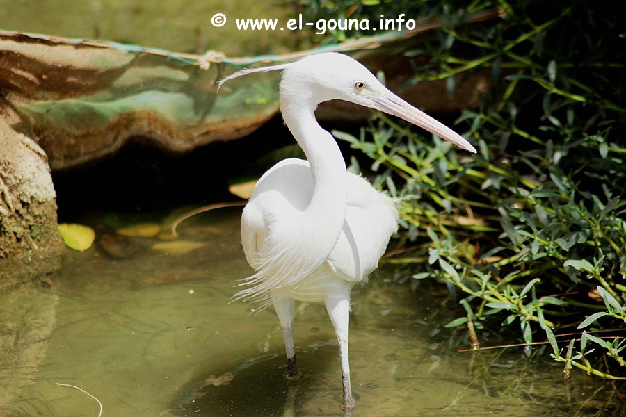 El Gouna Fishfarm 3661